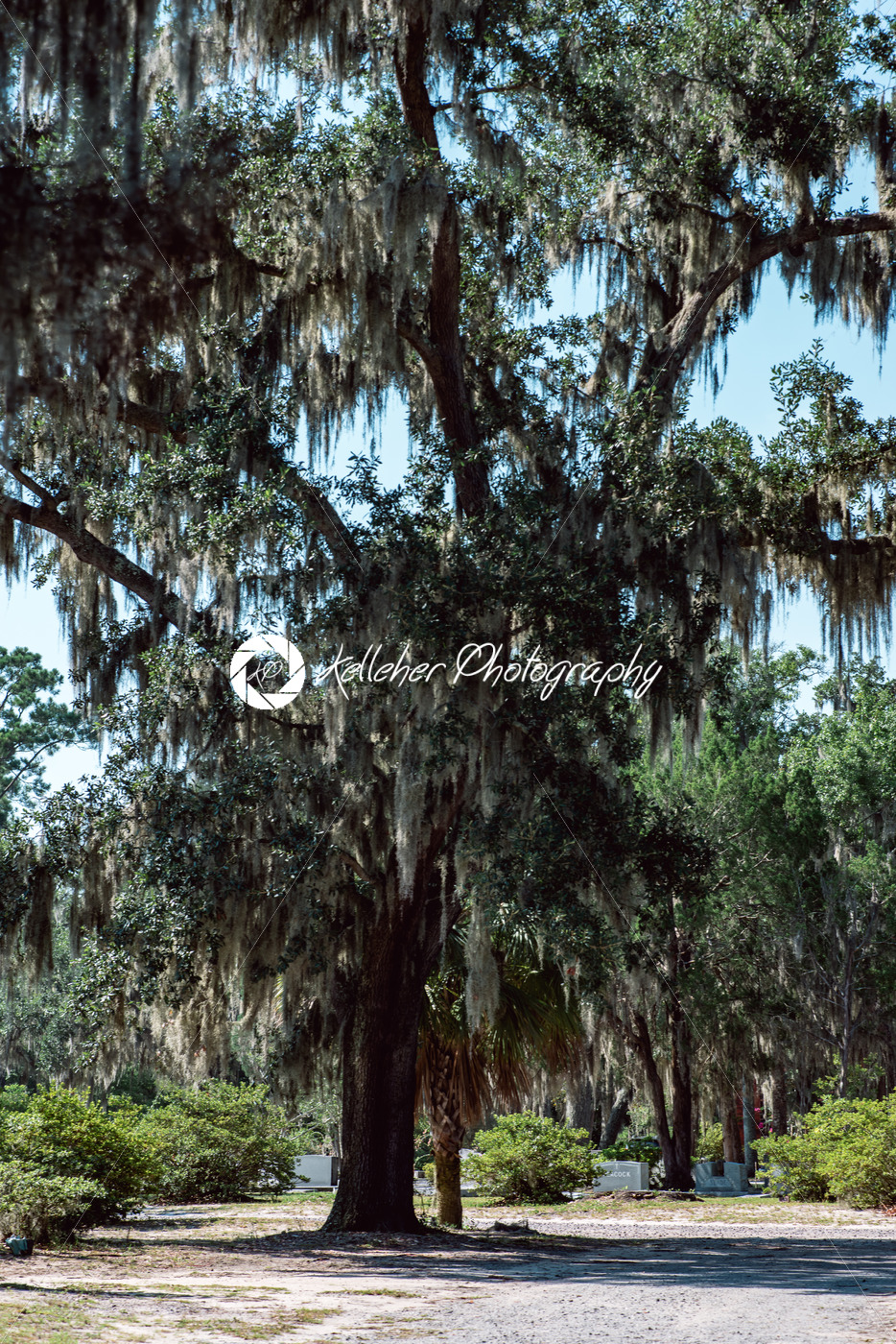 Live Oak with Spanish Moss tree in Bonaventure Cemetery Savannah Georgia - Kelleher Photography Store